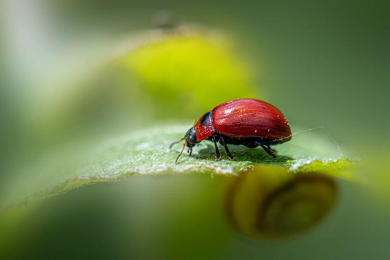 Identifying Pests