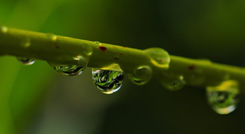 Ladybug on a leaf