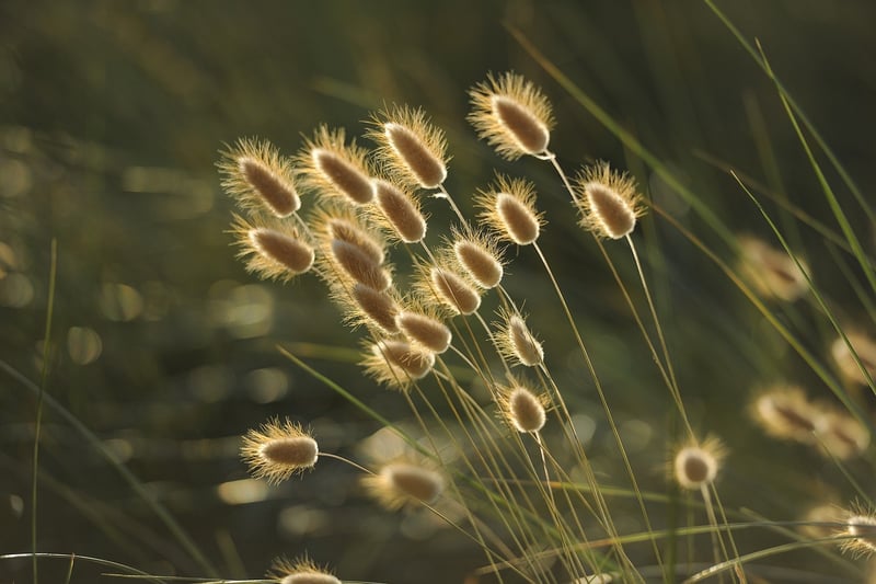 Plant in light